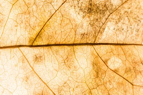 Background texture of leaf 写真素材