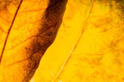 Background texture of leaf 写真素材