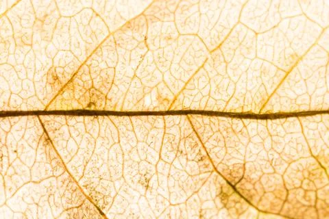 Background texture of leaf 写真素材