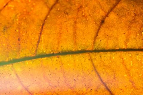 Background texture of leaf Stock Photos