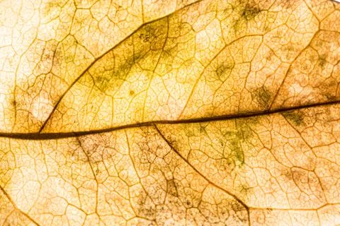 Background texture of leaf 写真素材