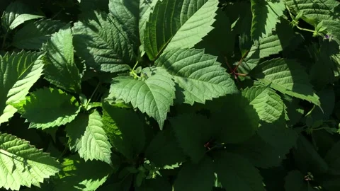 Background texture leaves light shadow Stock Footage 161005827