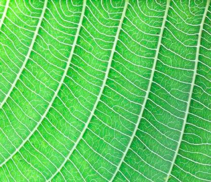 Background texture of leaves Stock Photos