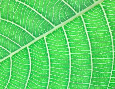 Background texture of leaves Stock Photos