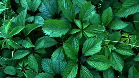 Background texture leaves wild grapes on a black background Stock Footage 131525297