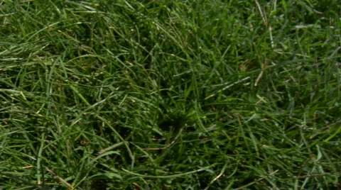 Background Texture long grass Stock Footage 726951