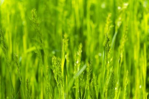 Background Texture of Macro Green Grass Stock Photos