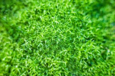 Background, texture. macro green moss with sharp edges Stock Photos