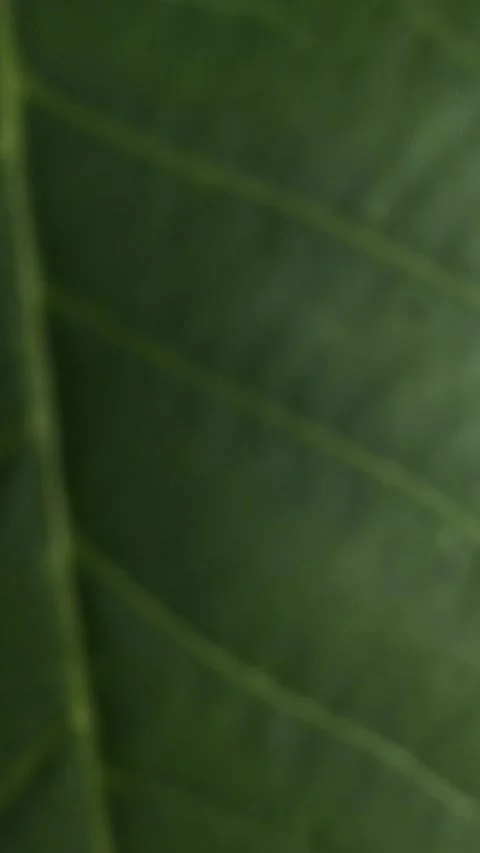 Background texture macro mode the camera approaching Stock Footage 241180498