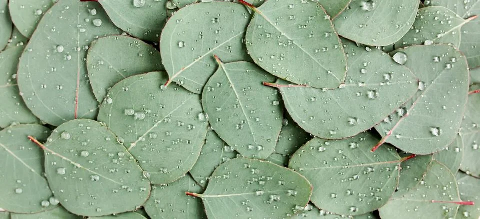 Background, Texture made of green eucalyptus leaves with raindrop, dew. Flat lay Stock Photos