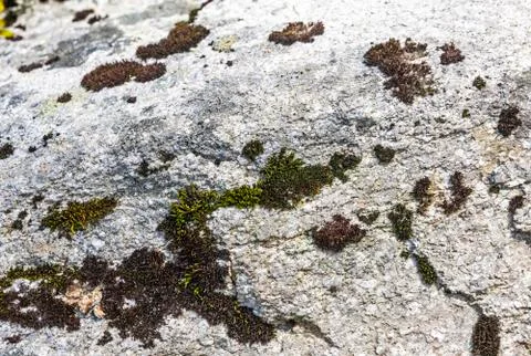Background texture made from stone with moss Stock Photos