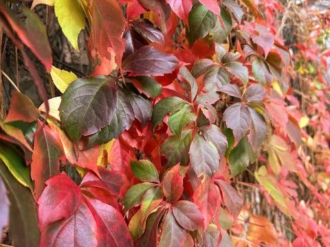 Background texture with many orange and yellow autumn leaves Stock Photos