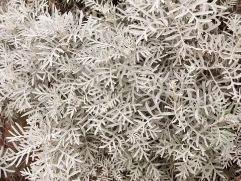 Background texture of many white plant leaves Stock Photos