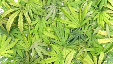 Background Texture of Marijuana Leaf Pile with Single Leaf Falling Stock Footage 70300217