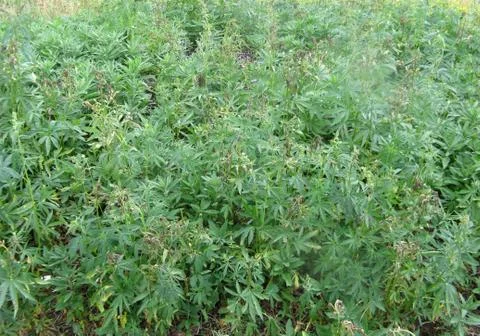 Background Texture of Marijuana. wild cannabis Stock Photos