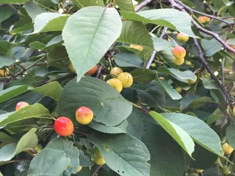 Background texture not ripe cherries with leaves on the tree Stock Photos