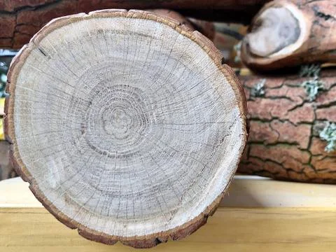 Background texture: oak log. The structure of the cut tree trunk. Sawn oak, c Stock Photos