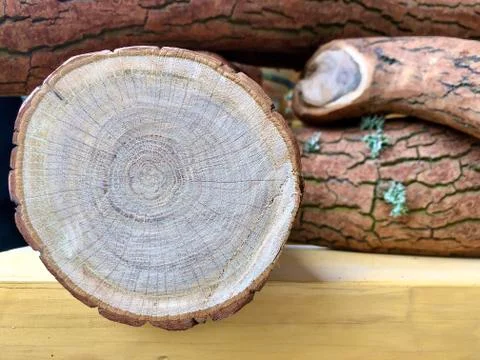 Background texture: oak log. The structure of the cut tree trunk. Sawn oak, c Stock Photos