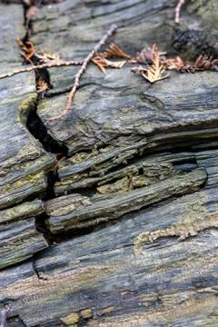 Background texture of old and cracked fallen tree Stock Photos