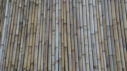 Background texture of old bamboo tree Fotos de archivo