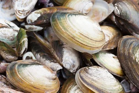 Background texture of old damaged clams shells on the sea shore Stock Photos