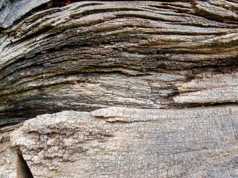 Background texture old dried tree trunk 写真素材