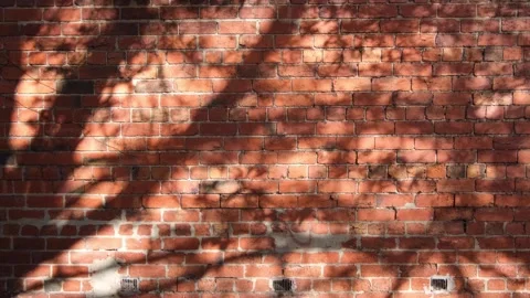 Background texture of an old red brick wall with the shadows of tree Vídeos de archivo 244139647