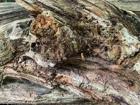 Background, texture of an old rotting, damaged wooden surface Stock Photos
