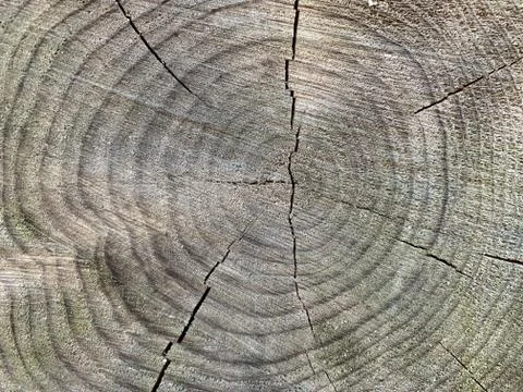 Background texture: old stump with cracks. Round stripes in a cut tree. Cross Stock Photos