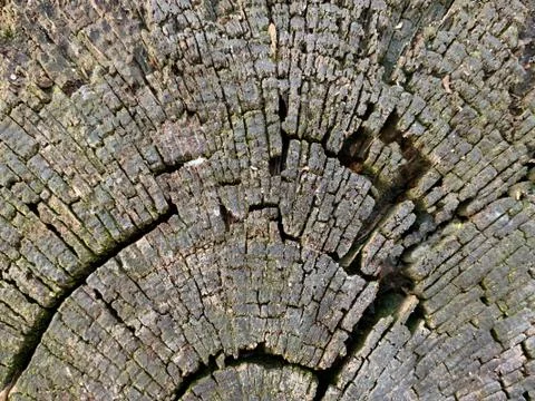 Background texture: old stump with cracks. Round stripes in a cut tree. Cross Stock Photos