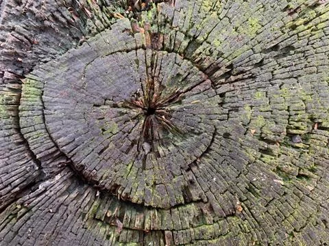 Background texture: old stump with cracks. Round stripes in a cut tree. Cross Stock Photos