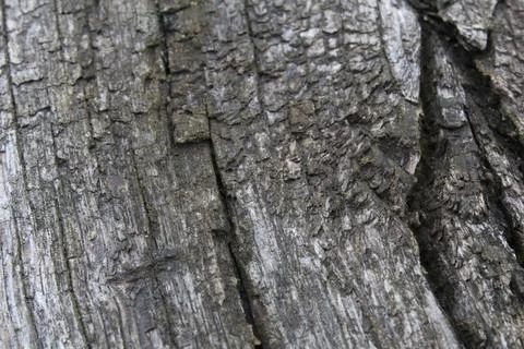 Background texture of an old tree with cracks wood. Nature's natural backgrou Stock Photos
