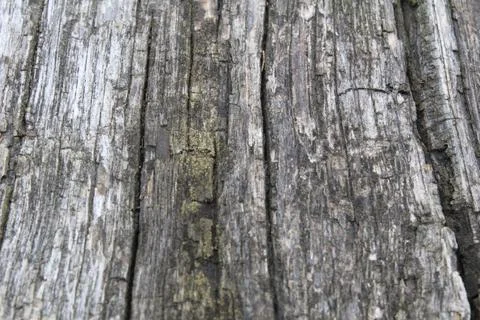 Background texture of an old tree with cracks wood. Nature's natural backgrou Foto stock