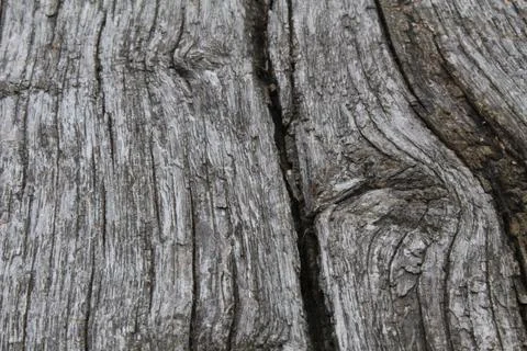 Background texture of an old tree with cracks wood. Nature's natural backgrou Stock Photos