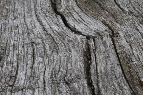 Background texture of an old tree with cracks wood. Nature's natural backgrou Stock Photos
