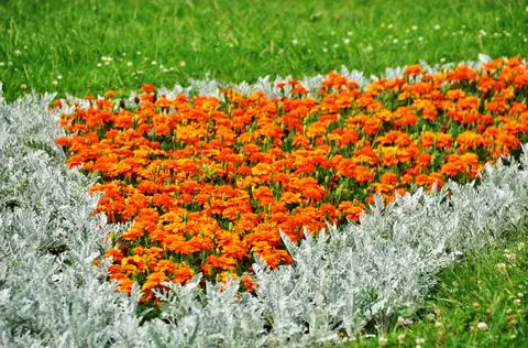 Background, texture. Orange and white plants in the flowerbed. Stock Photos