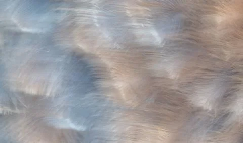 Background texture ostrich feathers in blurred motion Foto stock