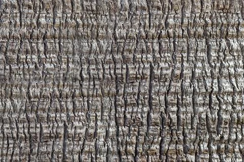Background texture of palm bark, fine crack pattern Stock Photos