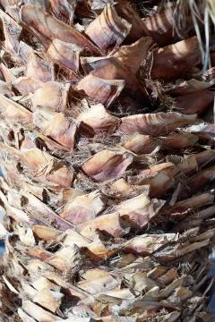 Background texture of a palm tree trunk Stock Photos