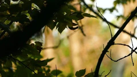Background Texture, Park Detail Stock Footage 96063944
