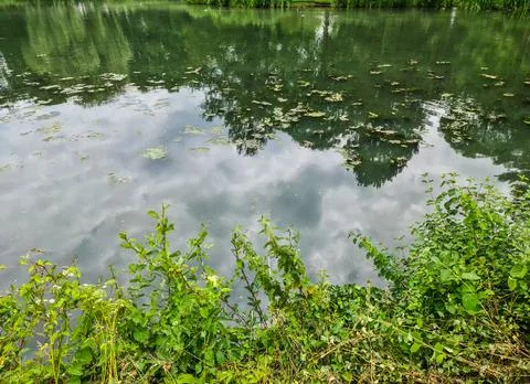 Background texture pattern of algea forming thick layer on water surface Stock Photos