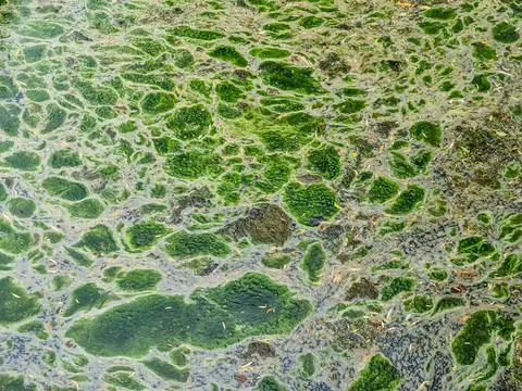 Background texture pattern of algea forming thick layer on water surface Stock Photos
