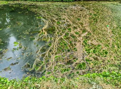 Background texture pattern of algea forming thick layer on water surface Foto stock