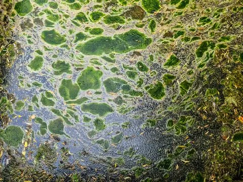 Background texture pattern of algea forming thick layer on water surface Stock Photos