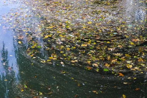 Background texture pattern of algea forming thick layer on water surface Foto stock