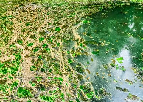 Background texture pattern of algea forming thick layer on water surface Stock Photos