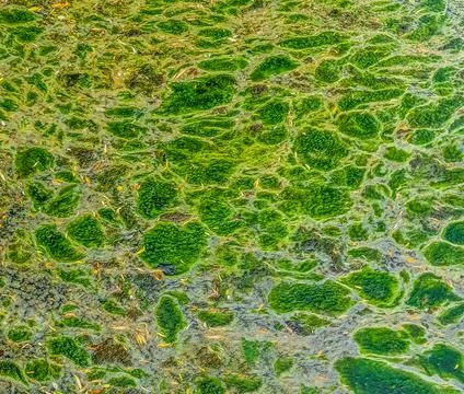 Background texture pattern of algea forming thick layer on water surface Stock Photos