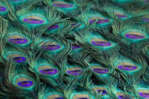 Background ,Texture, pattern. close-up of peacock tail feathers Stock Photos
