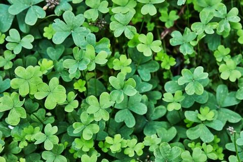 Background, texture, pattern, shamrock for shooting objects and background Foto stock
