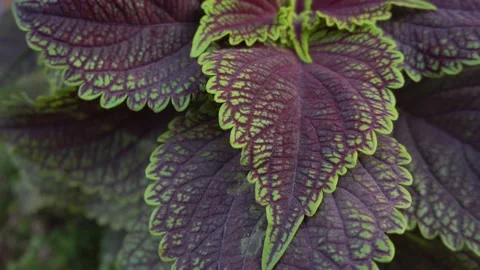 Background texture patterns on flower leaves Stock Footage 139504507